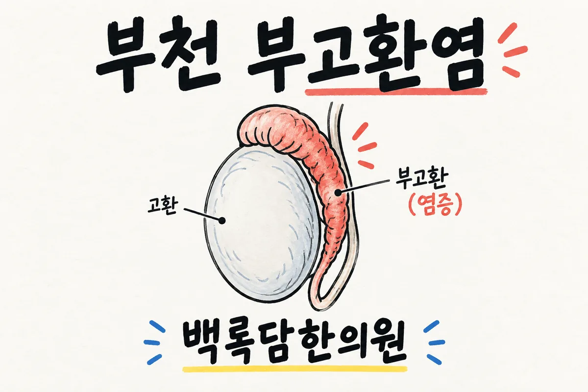 부천 중동 부고환염, 남편 고환이 자꾸 붓고 아파 말 못 할 때